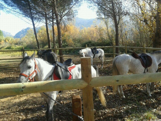 I nostri cavalli 
